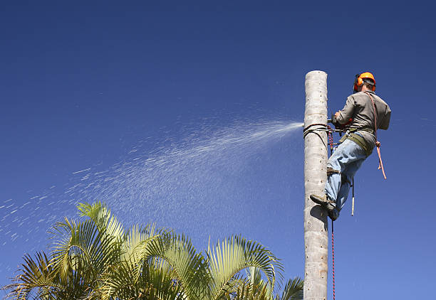 How Our Tree Care Process Works  in  Johnston, SC